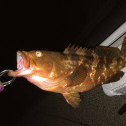 短時間で獲物ゲット