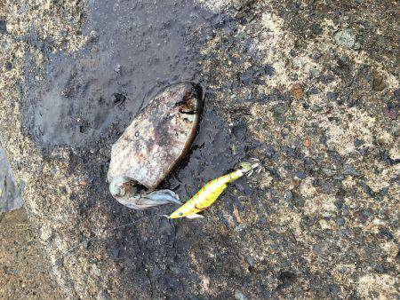 アオリを求めて