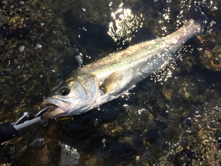 ド日中は、上げ潮で！