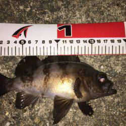 久々の釣行！アジ狙い