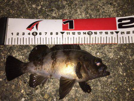 久々の釣行！アジ狙い