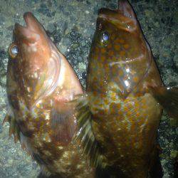 ロックフィッシュ釣行