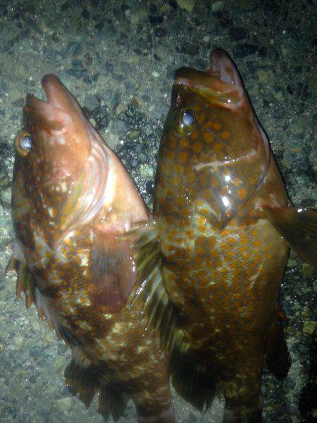 ロックフィッシュ釣行