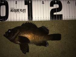 メバリングからの初LSJ！！