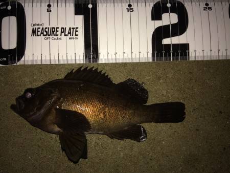 メバリングからの初LSJ！！