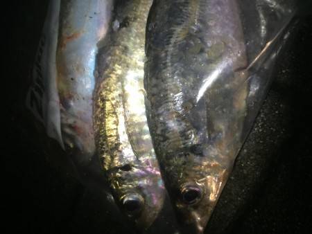 雨直前 アジング!