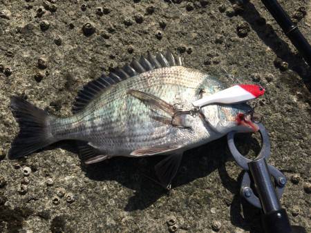 シーバスデイ釣行