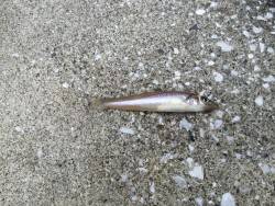 LSJからのキッシング！！