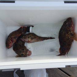 連チャンで根魚狩り