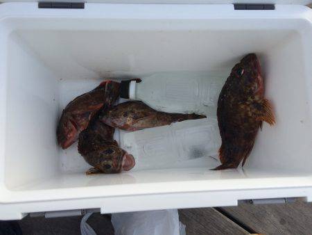 連チャンで根魚狩り