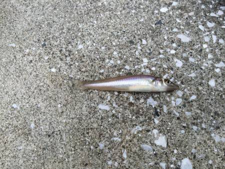 LSJからのキッシング！！