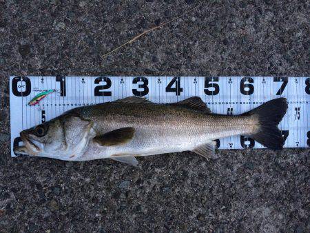 朝まずめの一本&前日のメバル