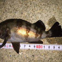 裏目を狙ってメバリング^^;