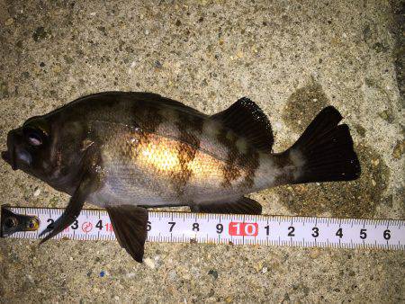 裏目を狙ってメバリング^^;