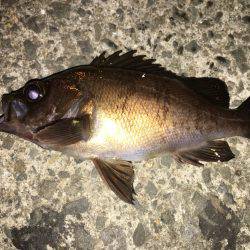 アジおらんσ^_^;