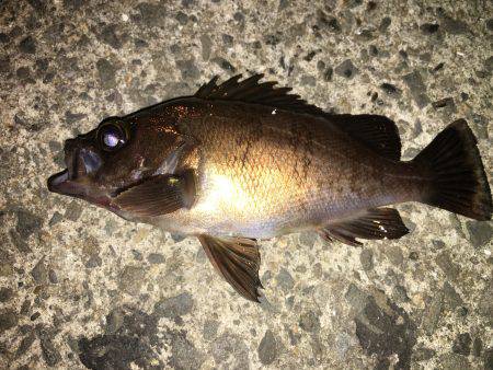 アジおらんσ^_^;