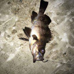 エビ撒かずとも