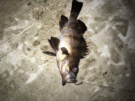 エビ撒かずとも