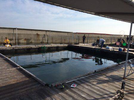 カンパチ、シマアジいいですね