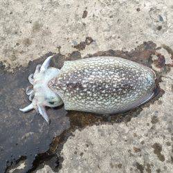 久しぶり釣れた