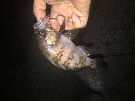 久しぶりのメバリング！