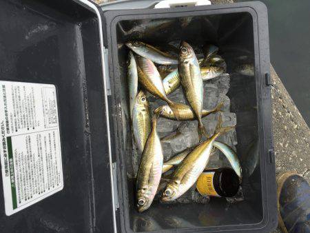 いとしのアジー