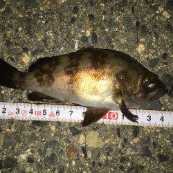 いつものポイント＼(^o^)／