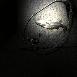 イワシパターン⁉︎