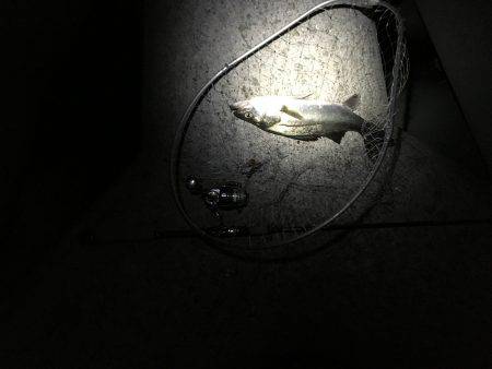 イワシパターン⁉︎