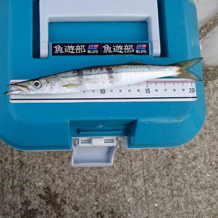 今年のカマシング