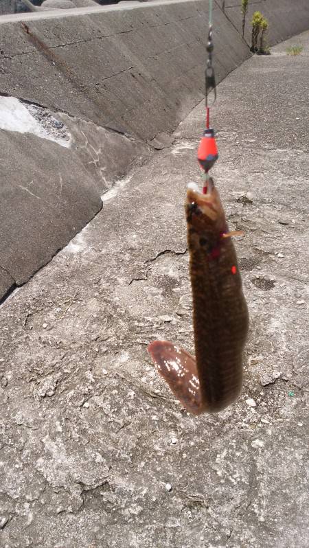 穴釣りでダイナンギンポ！