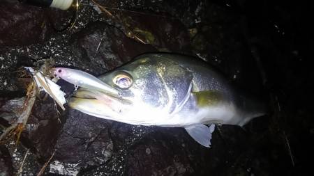 雨後にシーバス