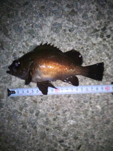 メバリング（餌）