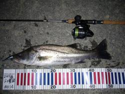 日暮れ時から、夜更けまで粘ってランガンの末…