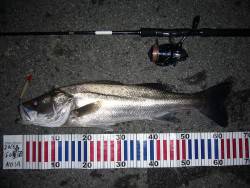 今宵も釣り仲間に誘われてシーバス釣行