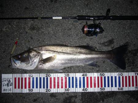 今宵も釣り仲間に誘われてシーバス釣行