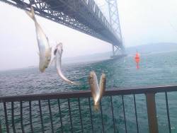 豆アジ&小サバ大漁!