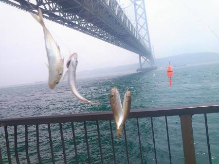 豆アジ＆小サバ大漁！