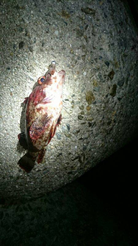 梅雨メバル？？