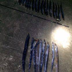 ベタ凪タチウオ釣行