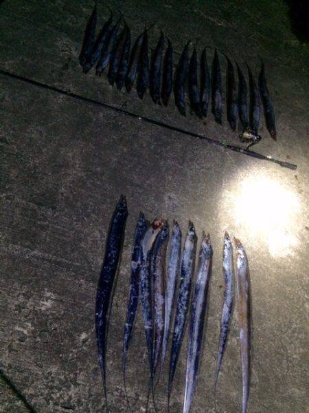 ベタ凪タチウオ釣行