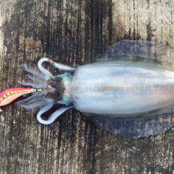 チビちゃんゲット