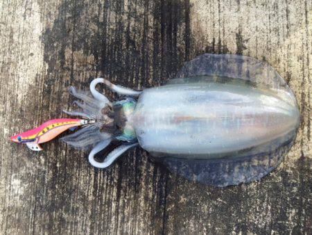 チビちゃんゲット