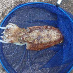 雨のやみ間に大物ヒット