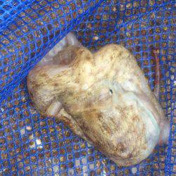 投げ釣りチャレンジ