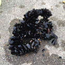 ヘチ釣りでチヌ