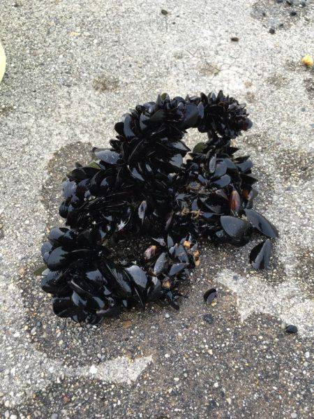 ヘチ釣りでチヌ