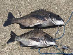 ヘチ釣りでチヌ