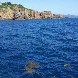 磯からアオリイカ