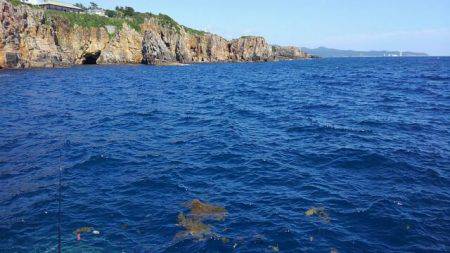 磯からアオリイカ